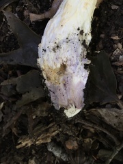Amanita canescens
