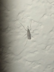Anopheles freeborni