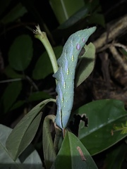 Xylophanes chiron nechus