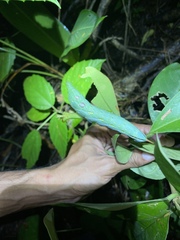 Xylophanes chiron nechus