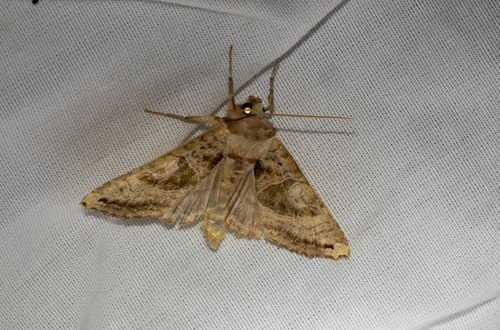 Brown Angle Shades photo 4