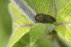 Acmaeodera cuprina