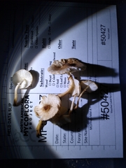 Leucoagaricus dacrytus