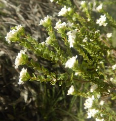 Pimelea flava