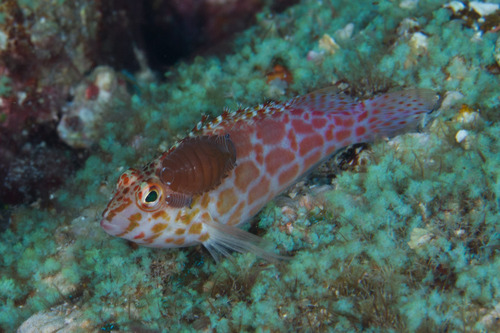 Pixy Hawkfish