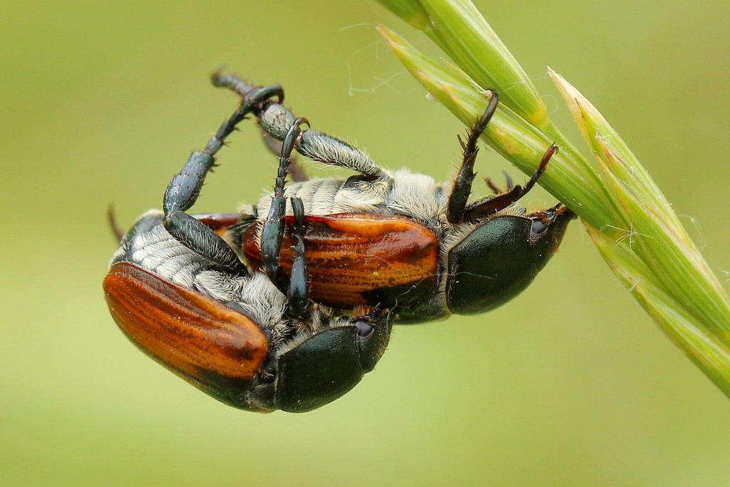 Anisopliina