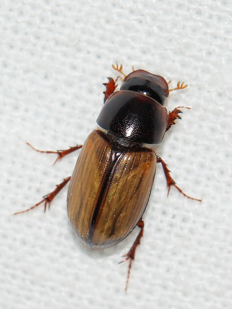 Bodilus lugens