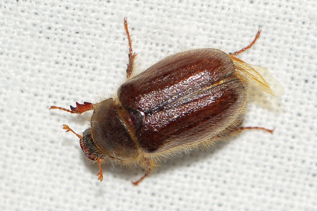 Lasiopsis