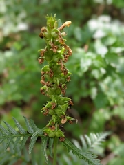 Pedicularis bracteosa
