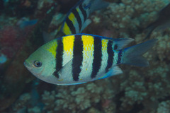 Indo-Pacific Sergeant photo 4