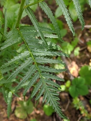 Pedicularis bracteosa