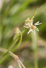 Melica imperfecta
