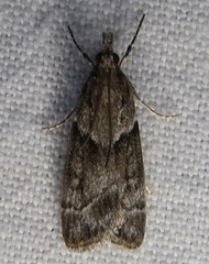 Eudonia torniplagalis