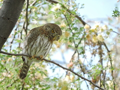 Glaucidium gnoma hoskinsii