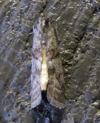 Promylea lunigerella