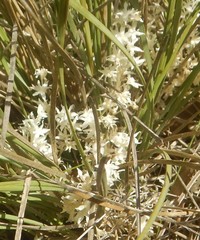 Lomandra effusa