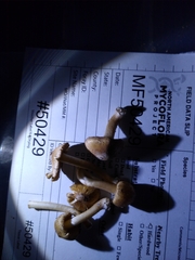 Pseudosperma curreyi