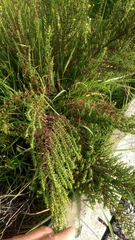 Dysphania graveolens