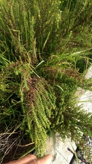 Dysphania graveolens