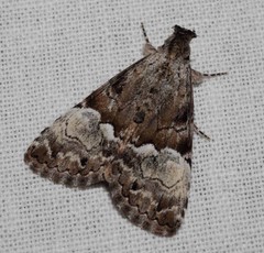 Alophosoma emmelopis