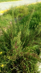 Dysphania graveolens