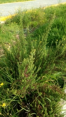 Dysphania graveolens
