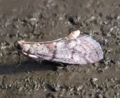 Promylea lunigerella