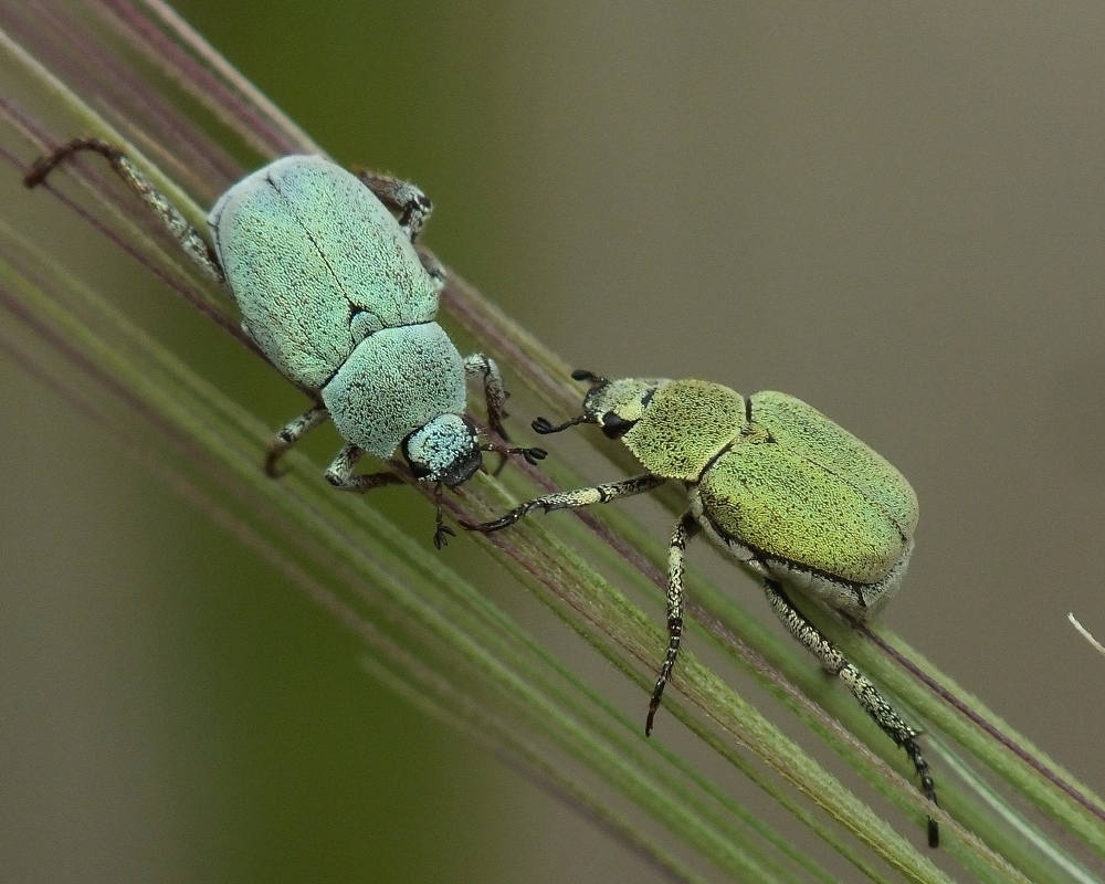 Hoplia parvula
