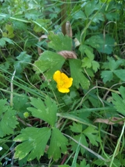 Ranunculus repens
