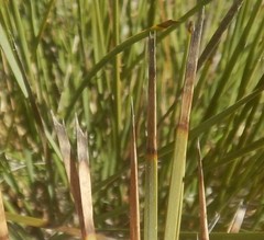 Lomandra effusa