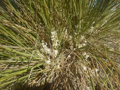 Lomandra effusa