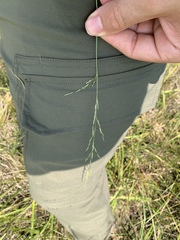 Eragrostis plana