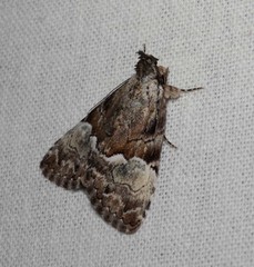 Alophosoma emmelopis