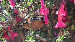 Diglossa brunneiventris