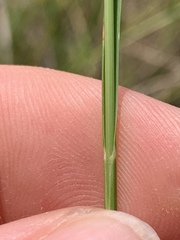 Eragrostis plana