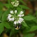 Virginia Waterleaf - Photo (c) Dan Mullen, some rights reserved (CC BY-NC-ND)