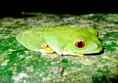 Agalychnis taylori