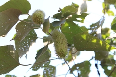 Mallotus apelta