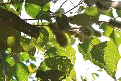 Mallotus apelta