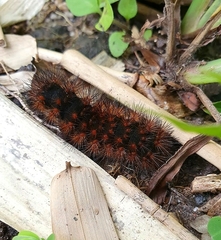 Hypercompe trinitatis