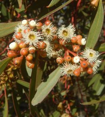 Eucalyptus gracilis