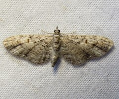 Eupithecia graefii
