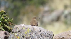 Upucerthia validirostris