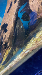 Blue-Eyed Plec photo 2