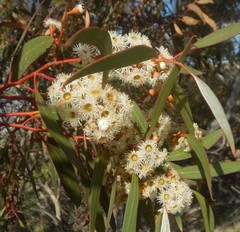Eucalyptus gracilis