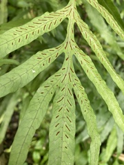 Leptochilus pothifolius