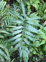 Leptochilus pothifolius