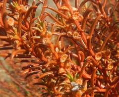 Gyrostemon australasicus
