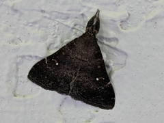 Hypenula cacuminalis