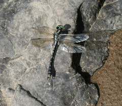 Nihonogomphus ruptus